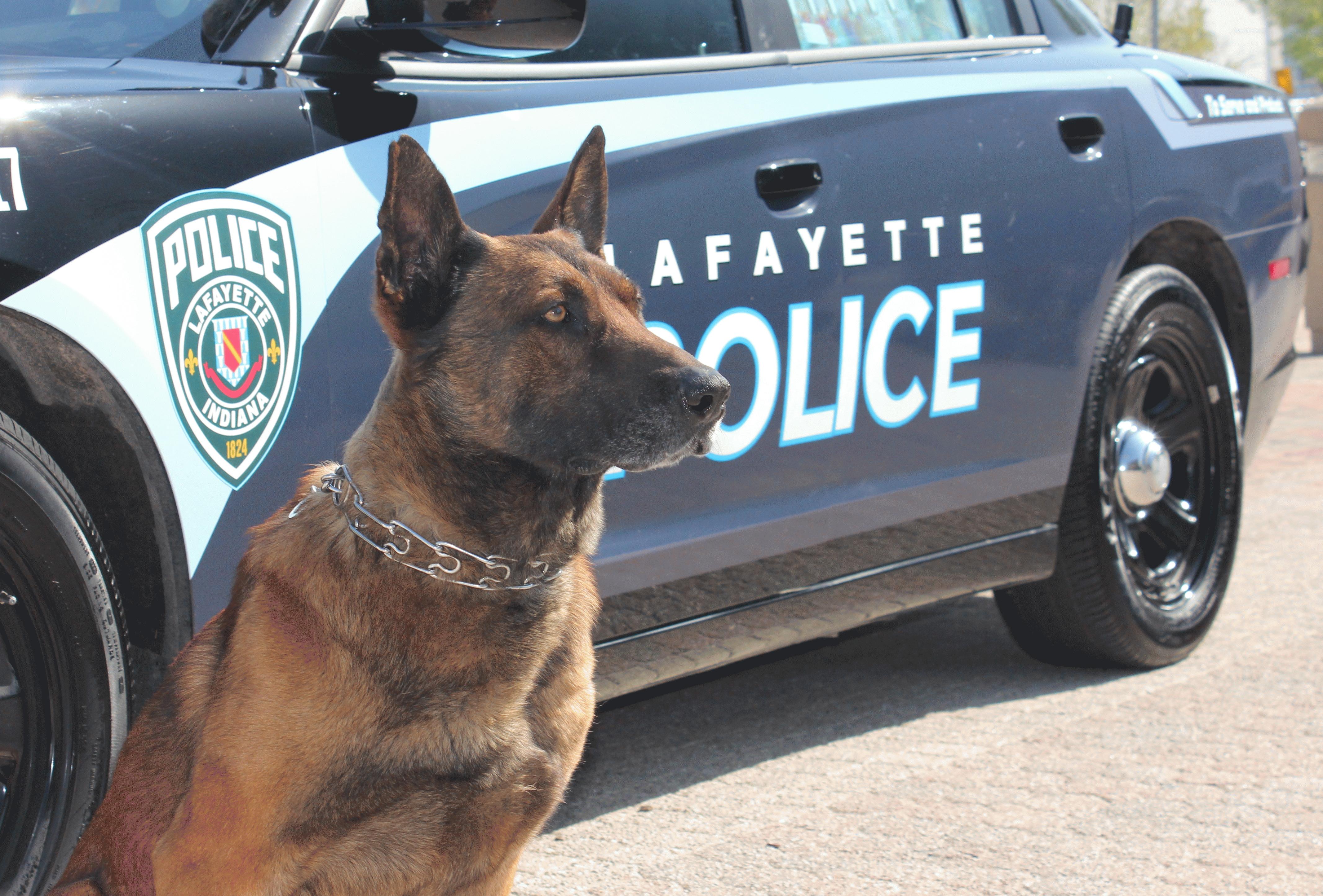 K9 Tico Sitting Next to a Police Car